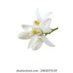 2024法国超级杯巅峰对决高清直播入口 0vk5z