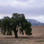 2025020期开奖结果查询与中奖号码公布 2koalqwvd