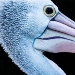 3D福彩组选3最新开奖结果揭晓 2tz3d