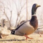 2025016期福彩开奖结果最新公布 4226p