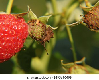 20250109期开奖结果正式公布 20250109期开奖结果正式公布